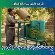 چطور پوستگیری بهموقع گردو جلوی سیاه شدن مغز آن را میگیرد؟