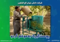 چطور پوست‌گیری به‌موقع گردو جلوی سیاه شدن مغز آن را می‌گیرد؟