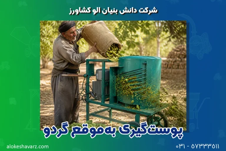 چطور پوست‌گیری به‌موقع گردو جلوی سیاه شدن مغز آن را می‌گیرد؟